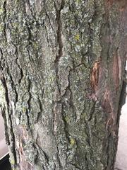 Gleditsia triacanthos