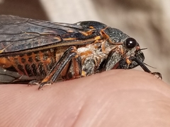 Okanagana occidentalis