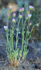 Erigeron multiceps