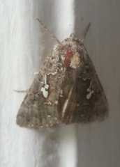 Syngrapha alias