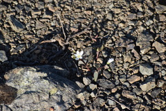 Claytonia multiscapa pacifica