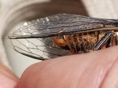 Okanagana occidentalis