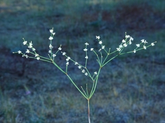 Eriogonum baileyi baileyi