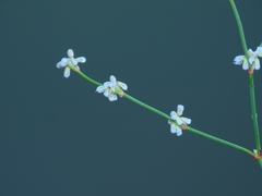 Eriogonum baileyi baileyi