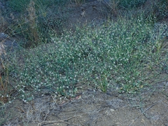 Eriogonum baileyi baileyi