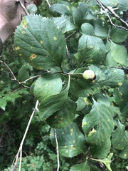 Crataegus ashei