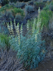 Lupinus elatus