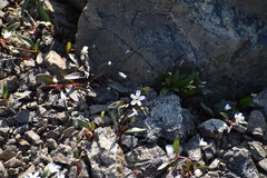 Claytonia multiscapa pacifica