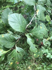 Crataegus ashei