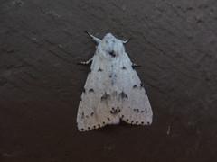 Acronicta vulpina