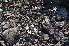 Claytonia multiscapa pacifica