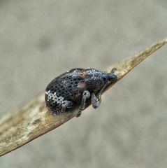 Oxyops fasciatus