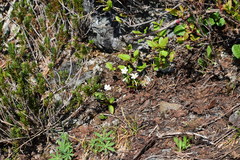Claytonia multiscapa pacifica