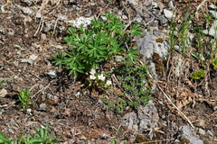 Claytonia multiscapa pacifica