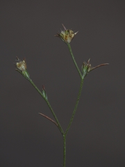Eriastrum sparsiflorum