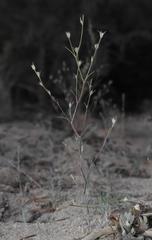Eriastrum sparsiflorum