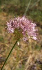 Allium splendens