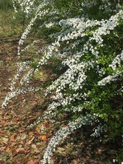 Spiraea thunbergii