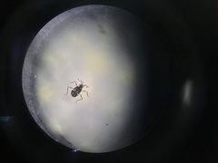 Microvelia americana