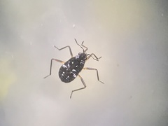 Microvelia americana