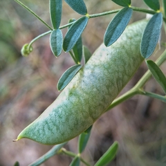 Vicia monantha