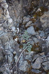 Lomatium martindalei