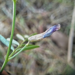 Vicia monantha