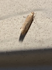 Limnaecia phragmitella