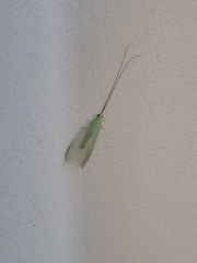 Ceraeochrysa lineaticornis