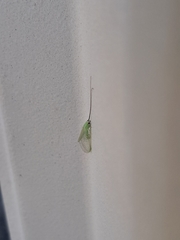 Ceraeochrysa lineaticornis