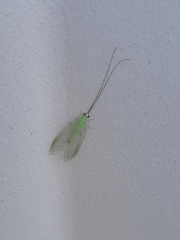 Ceraeochrysa lineaticornis