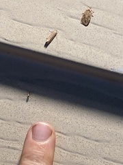 Limnaecia phragmitella