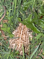 Anaxyrus woodhousii