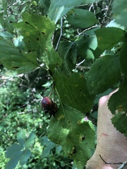 Crataegus ashei