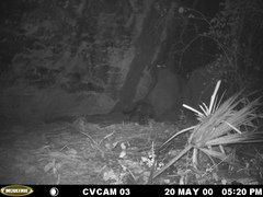 Leopardus pardalis pardalis