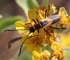 Chauliognathus scutellaris