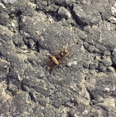 Formicidae