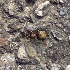 Formicidae