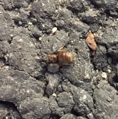 Formicidae