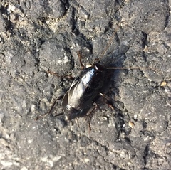 Periplaneta japonica