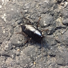 Periplaneta japonica