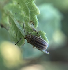 Ophraella notulata