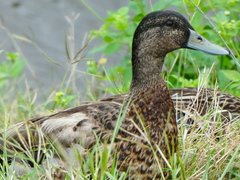 Anas platyrhynchos × wyvilliana