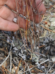 Eriogonum panamintense