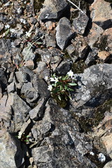 Claytonia multiscapa pacifica