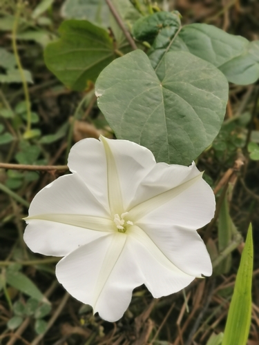 Ipomoea alba
