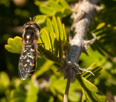 Austroscaeva melanostoma