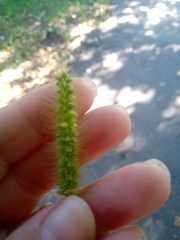 Setaria pumila