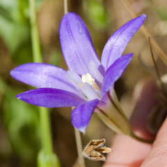 Brodiaea terrestris terrestris