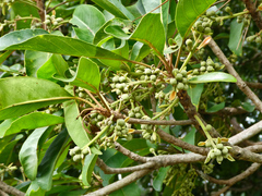 Elaeocarpus bancroftii